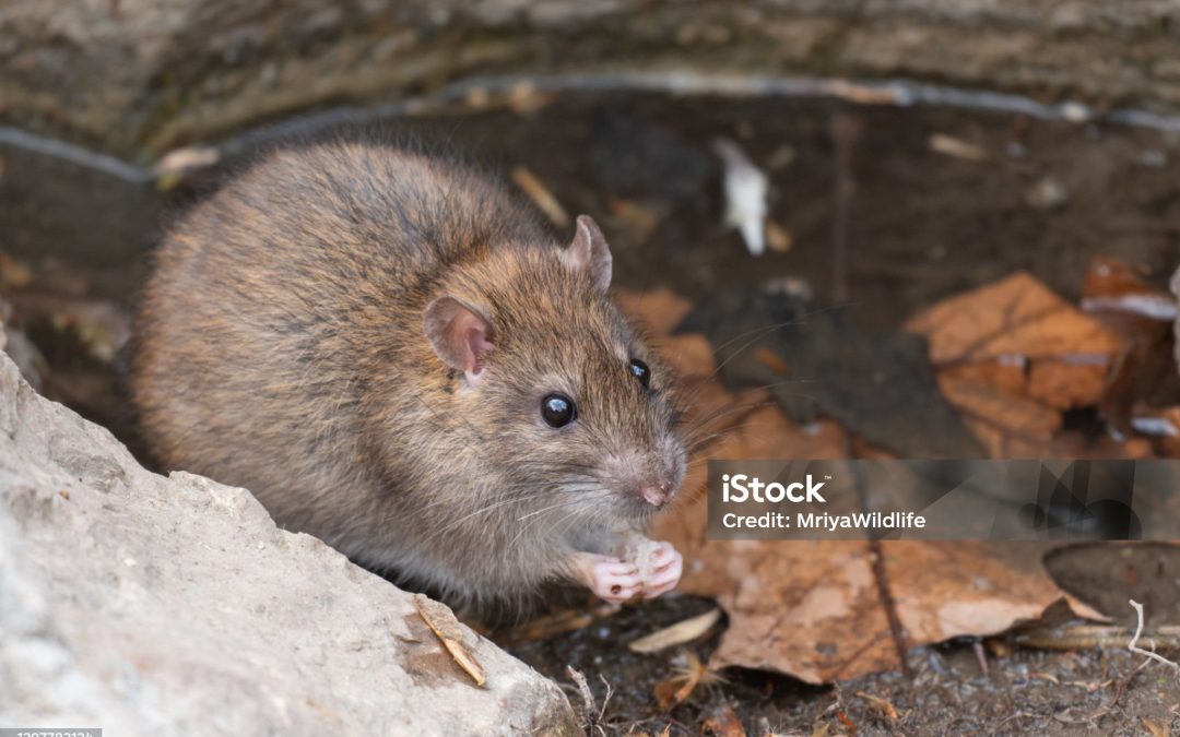 Alternatieve methoden om muizen te bestrijden zonder giftige stoffen
